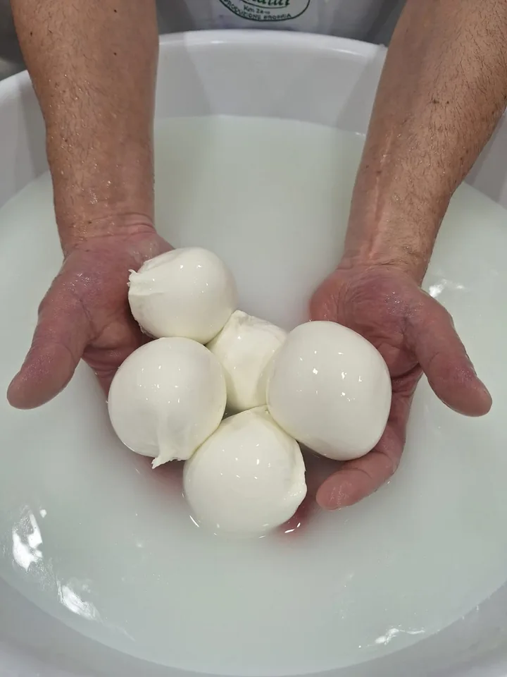 Hands stretching fresh mozzarella in hot water