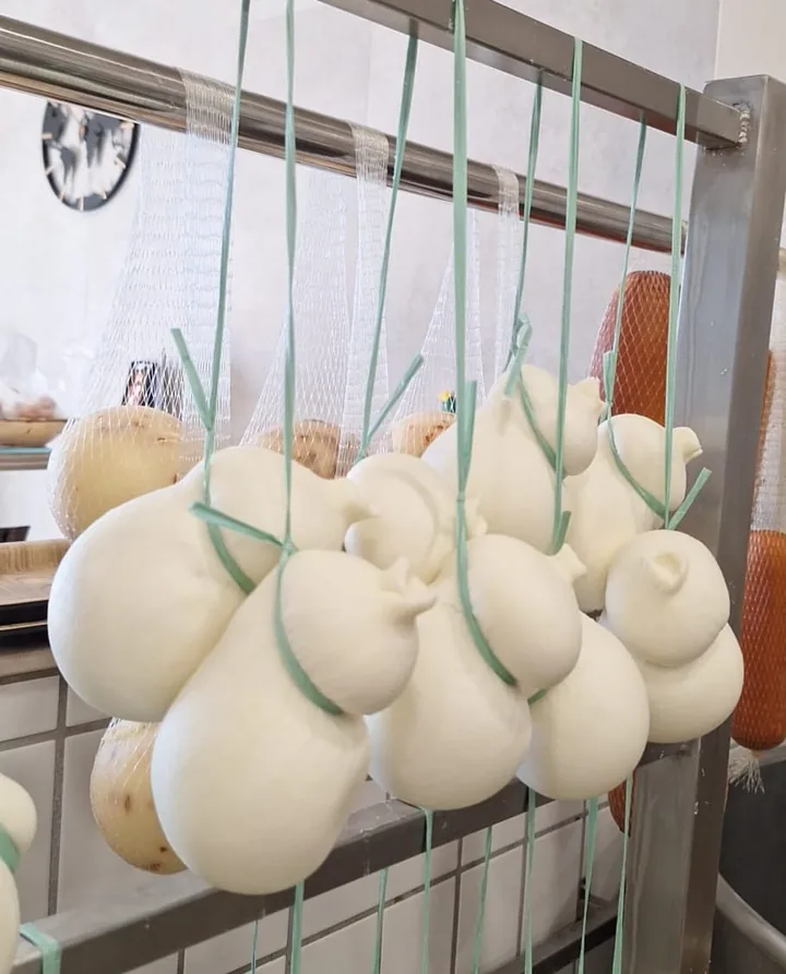 Scamorze hanging in the dairy